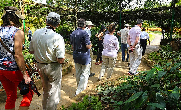 A guided tour of the Botanical Gardens with a botanist - Experience - Sri Lanka In Style